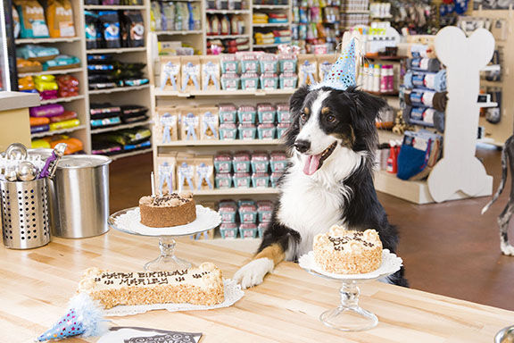 Gator with cakes in bakery.jpg